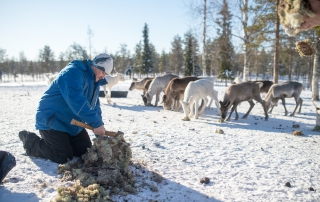 abenteuerreich Erlebnistouren, Lappland, Schweden, Winter, Eisangeln, Motorschlitten, Elch, Rentier, Schneeschuhe, Langlaufski, Nordlichter