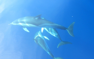 abenteuerreich, erlebnistouren, azoren, selbstfahrerreise, canyoning, action, schwimmen mit delphinen