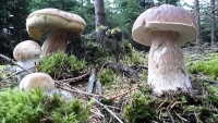 abenteuerreich Erlebnistouren, Outdoorküche, Pilze, Pilztour, Kräuterwanderung
