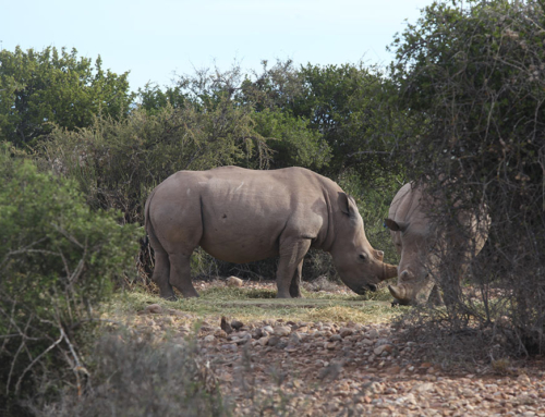 Südafrika Deluxe (10 Tage)