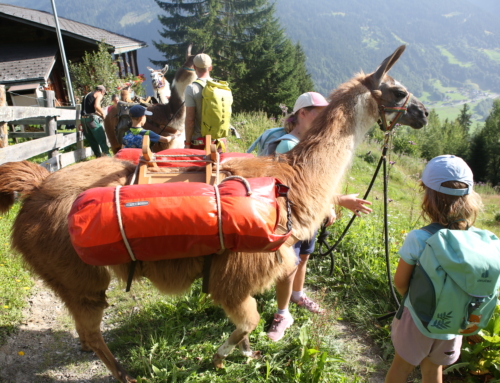 Familienwanderung – Lama Trekking in der Schweiz (2 Tage)